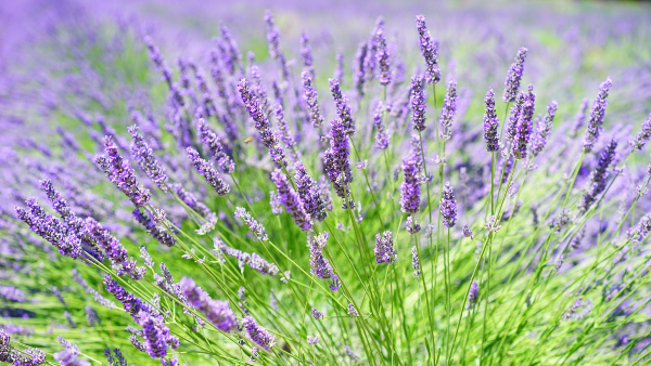 Provence Luberon med flyg